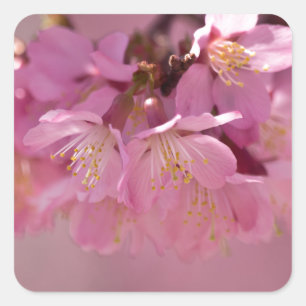 Sakura Kersenbloesem Delicate Roze Boeket Vierkante Sticker