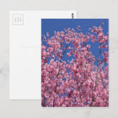 Sakura Kersenbloesem In Het Blauwe Briefkaart (Voorkant / Achterkant)