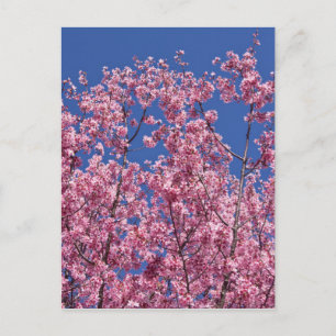 Sakura Kersenbloesem In Het Blauwe Briefkaart