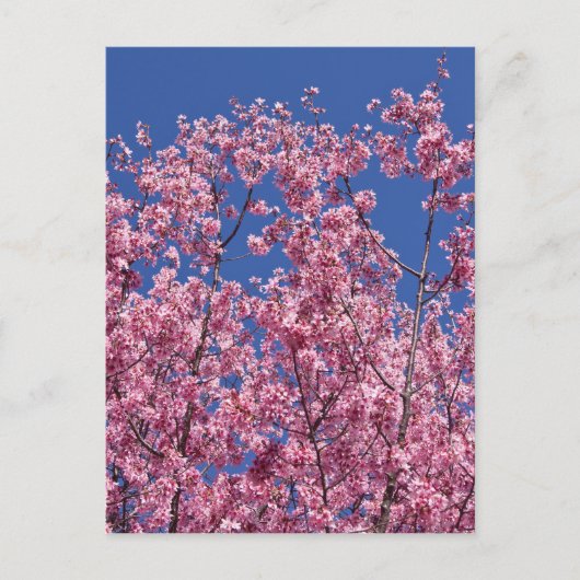 Sakura Kersenbloesem In Het Blauwe Briefkaart (Voorkant)