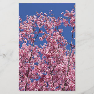 Sakura Kersenbloesem In Het Blauwe Briefpapier