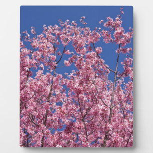 Sakura Kersenbloesem In Het Blauwe Fotoplaat