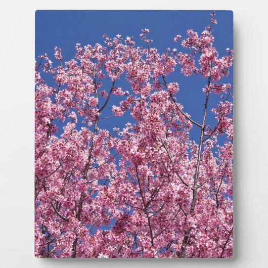 Sakura Kersenbloesem In Het Blauwe Fotoplaat (Voorkant)