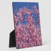 Sakura Kersenbloesem In Het Blauwe Fotoplaat (Zijkant)