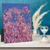 Sakura Kersenbloesem In Het Blauwe Fotoplaat (Zijkant)