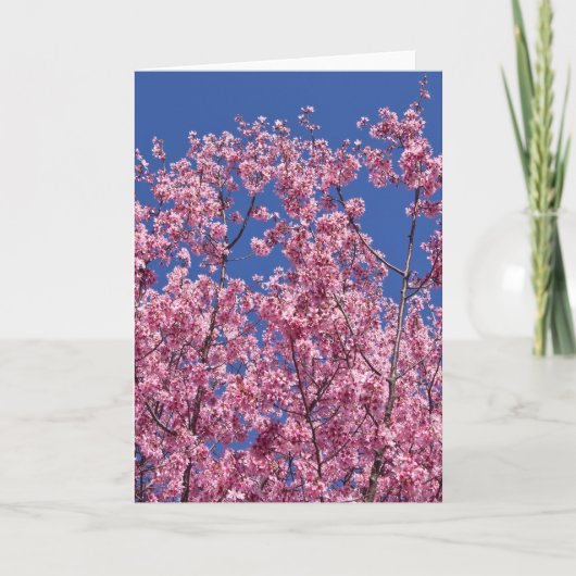 Sakura Kersenbloesem In Het Blauwe Kaart (Voorkant)