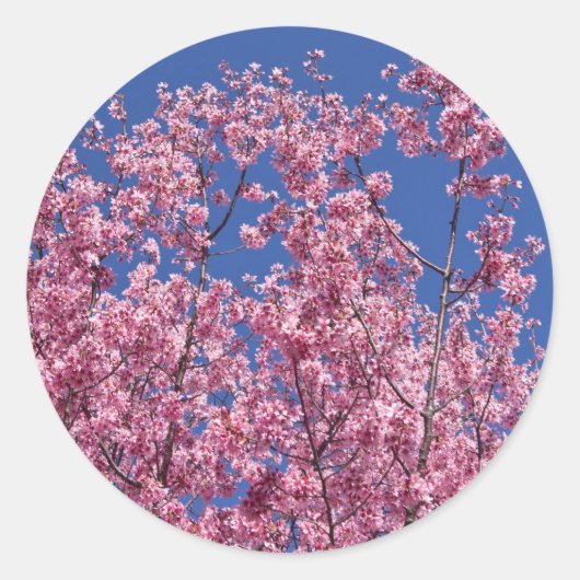 Sakura Kersenbloesem In Het Blauwe Ronde Sticker (Voorkant)
