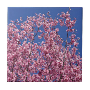 Sakura Kersenbloesem In Het Blauwe Tegeltje