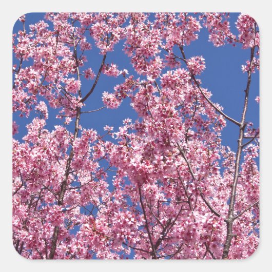 Sakura Kersenbloesem In Het Blauwe Vierkante Sticker (Voorkant)