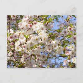 Sakura Kersenbloesem Japan Kyoto Briefkaart