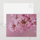 Sakura Kersenbloesem Licht Roze Reflecties Briefkaart (Voorkant / Achterkant)