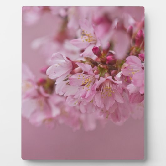 Sakura Kersenbloesem Licht Roze Reflecties Fotoplaat (Voorkant)