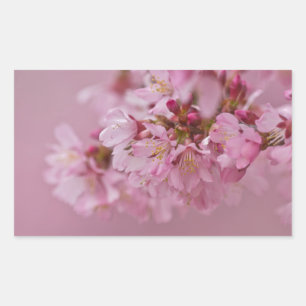 Sakura Kersenbloesem Licht Roze Reflecties Rechthoekige Sticker