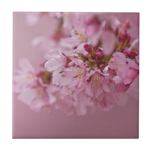 Sakura Kersenbloesem Licht Roze Reflecties Tegeltje (Voorkant)