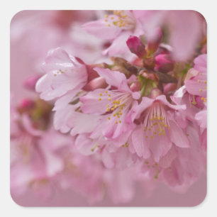 Sakura Kersenbloesem Licht Roze Reflecties Vierkante Sticker