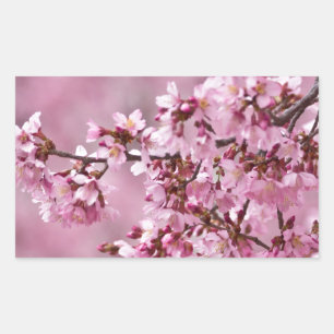 Sakura Kersenbloesem Pastel Roze Lagen Rechthoekige Sticker