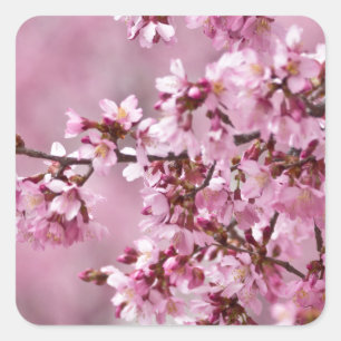Sakura Kersenbloesem Pastel Roze Lagen Vierkante Sticker