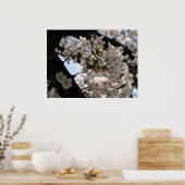 Sakura (kersenbloesem) poster (Keuken)