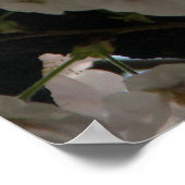 Sakura (kersenbloesem) poster (Hoek)