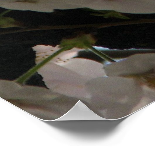 Sakura (kersenbloesem) poster (Hoek)