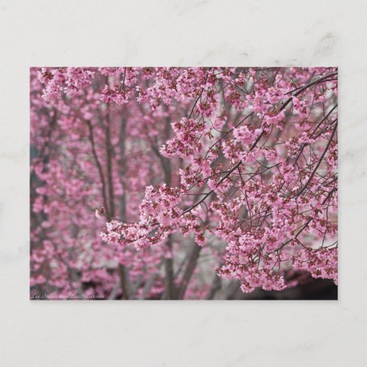 Sakura Kersenbloesem Stromend Roze Briefkaart (Voorkant)