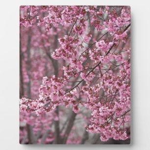 Sakura Kersenbloesem Stromend Roze Fotoplaat