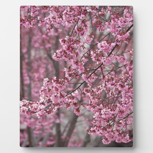 Sakura Kersenbloesem Stromend Roze Fotoplaat (Voorkant)