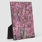 Sakura Kersenbloesem Stromend Roze Fotoplaat (Zijkant)
