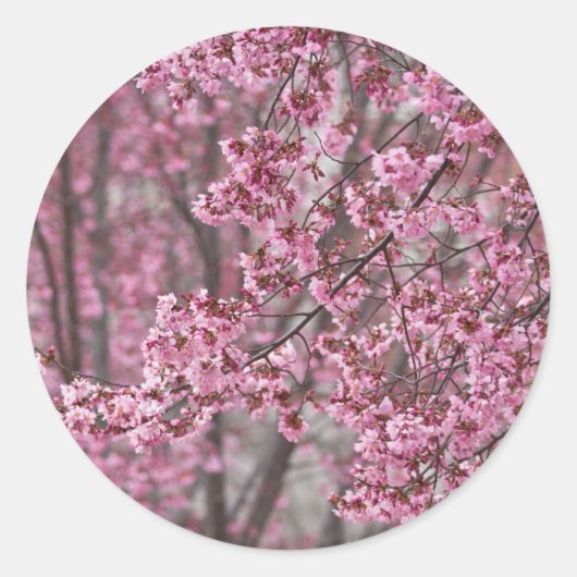 Sakura Kersenbloesem Stromend Roze Ronde Sticker (Voorkant)
