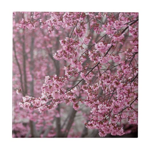 Sakura Kersenbloesem Stromend Roze Tegeltje (Voorkant)