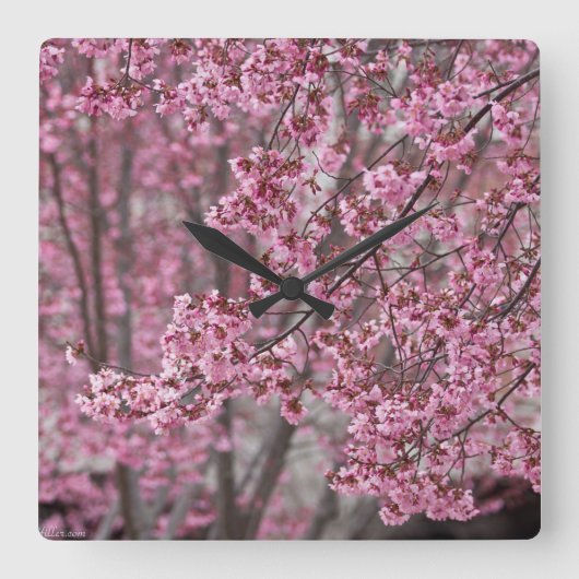 Sakura Kersenbloesem Stromend Roze Vierkante Klok (Voorkant)