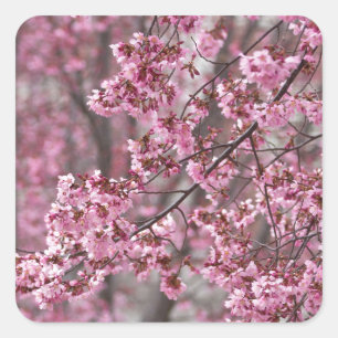 Sakura Kersenbloesem Stromend Roze Vierkante Sticker