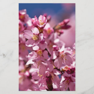 Sakura Kersenbloesems gekust door zonlicht Briefpapier