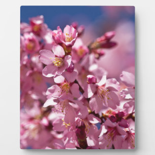 Sakura Kersenbloesems gekust door zonlicht Fotoplaat