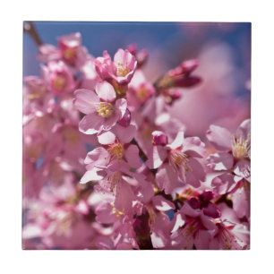 Sakura Kersenbloesems gekust door zonlicht Tegeltje