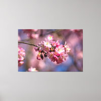 Sakura Kersenbloesems in Roze Kleuren van de Lente