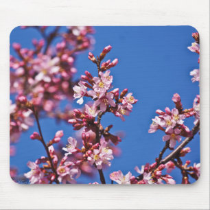 Sakura Kersenbloesems raken blauw Muismat