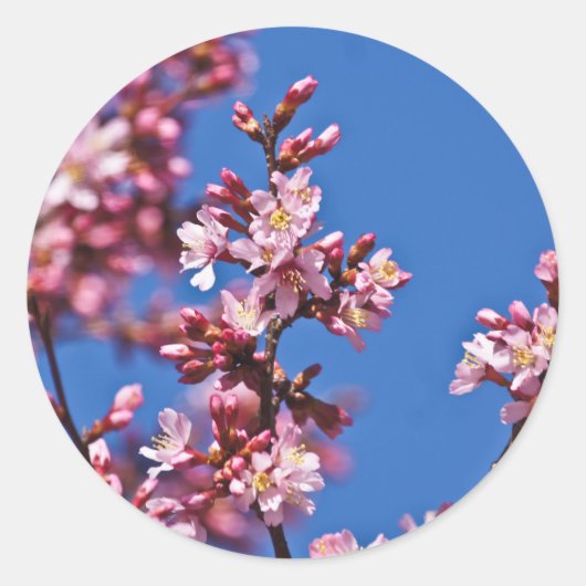 Sakura Kersenbloesems raken blauw Ronde Sticker (Voorkant)