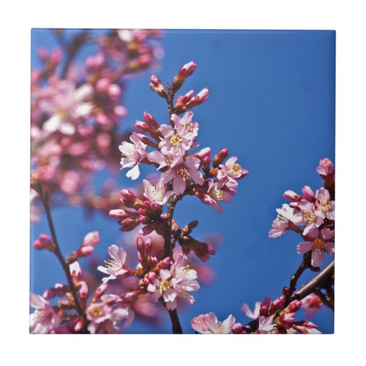 Sakura Kersenbloesems raken blauw Tegeltje (Voorkant)