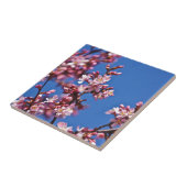 Sakura Kersenbloesems raken blauw Tegeltje (Zijkant)