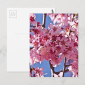 Sakura Kersenbloesems Rode Sterren Briefkaart (Voorkant / Achterkant)
