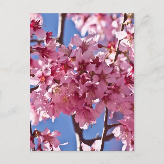 Sakura Kersenbloesems Rode Sterren Briefkaart (Voorkant)