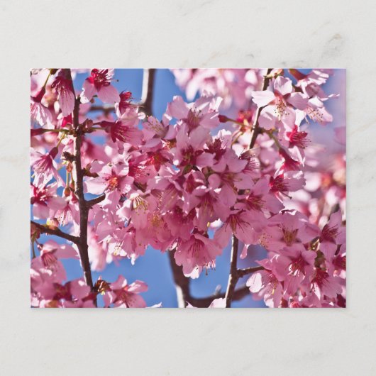 Sakura Kersenbloesems Rode Sterren Briefkaart (Voorkant)