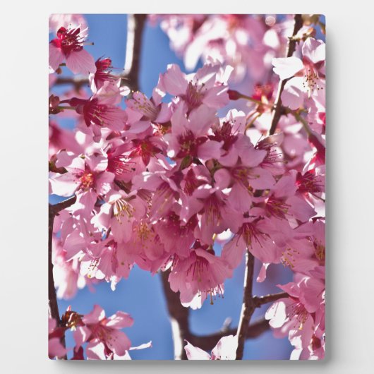 Sakura Kersenbloesems Rode Sterren Fotoplaat (Voorkant)