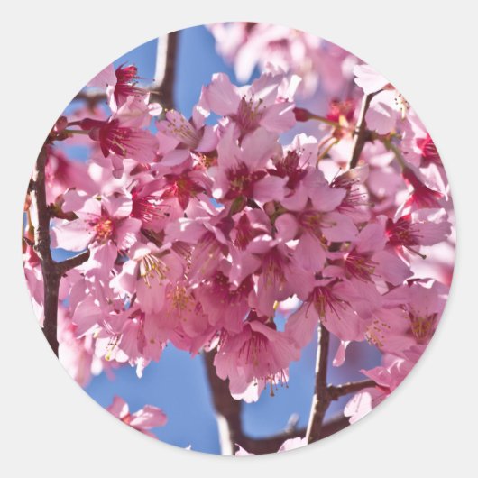 Sakura Kersenbloesems Rode Sterren Ronde Sticker (Voorkant)