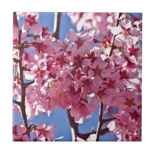 Sakura Kersenbloesems Rode Sterren Tegeltje (Voorkant)
