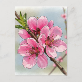Sakura Kersenboom Bloeiende Ansichtkaart Postcross Briefkaart