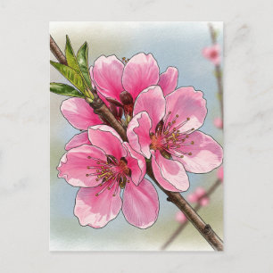 Sakura Kersenboom Bloeiende Postkaart Postcrossing