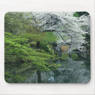 Sakura, Koishikawa Koraku-en tuin, Tokio, Muismat