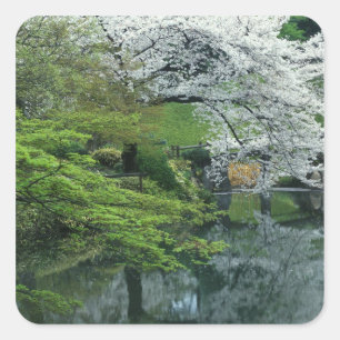 Sakura, Koishikawa Koraku-en tuin, Tokio, Vierkante Sticker